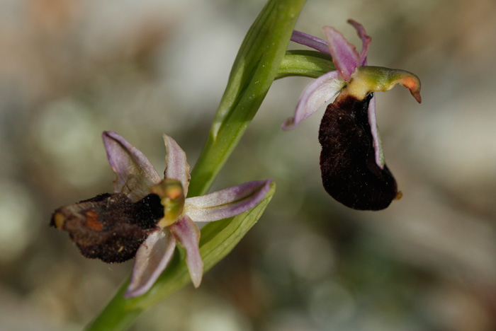 Ophrys Bertolonii #22125