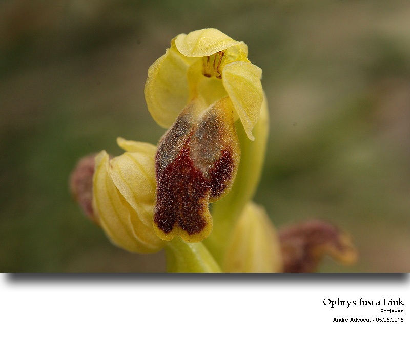 Ophrys fusca Link #41410