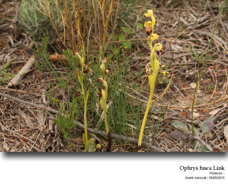 Ophrys fusca Link #41409