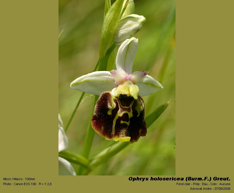 Ophrys holosericea (Burm.F.) Greut. (Ophrys frelon) #4072