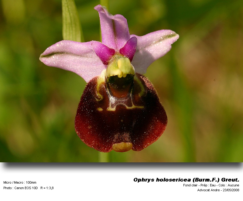 Ophrys holosericea (Burm.F.) Greut. (Ophrys frelon) #4071