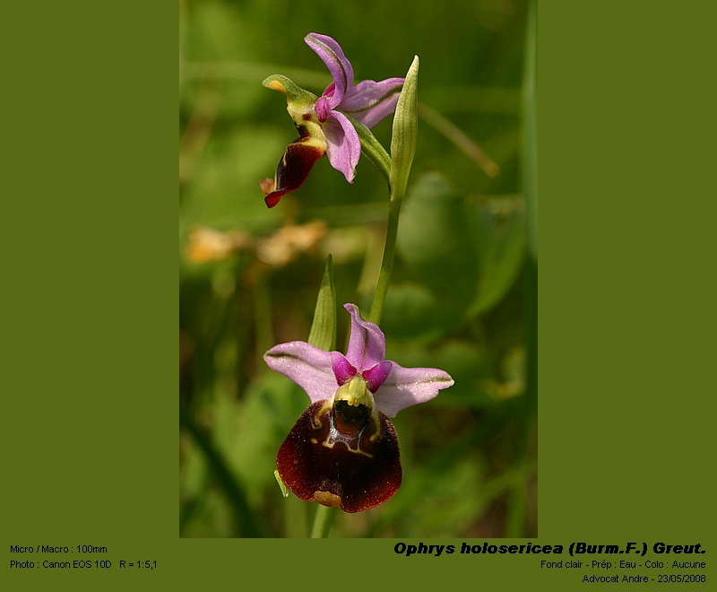 Ophrys holosericea (Burm.F.) Greut. (Ophrys frelon) #4070