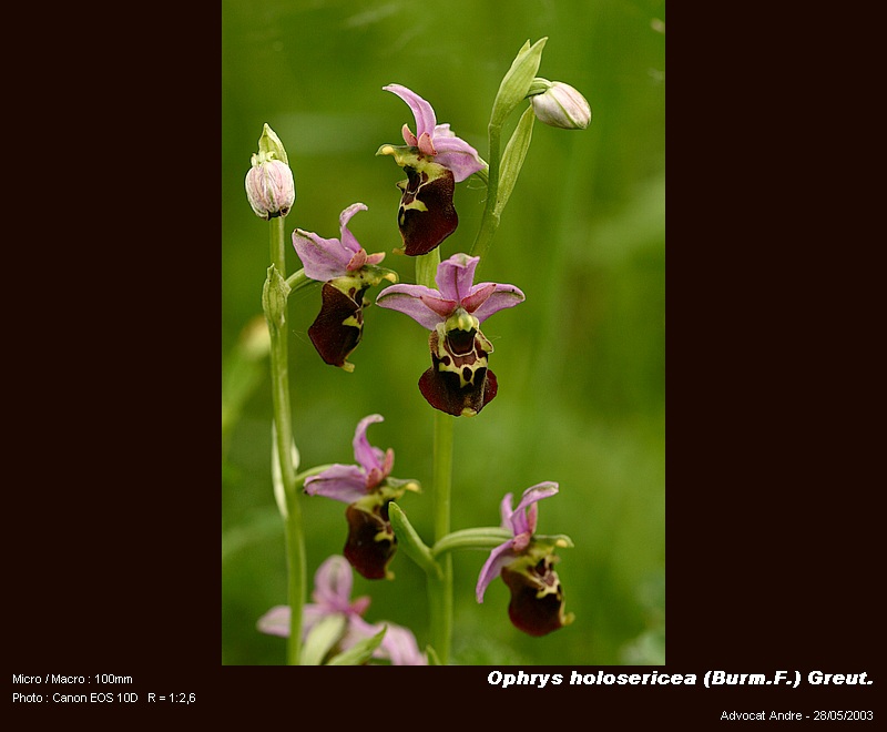 Ophrys holosericea (Burm.F.) Greut. (Ophrys frelon) #4073