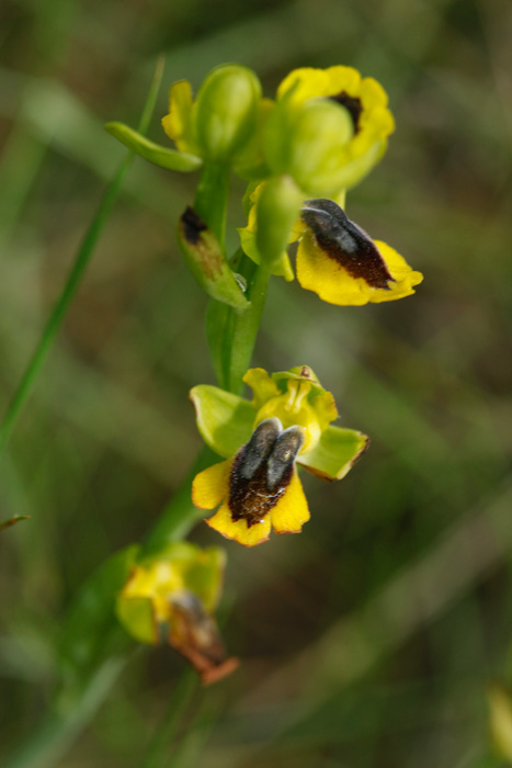 Ophrys lutea #22131