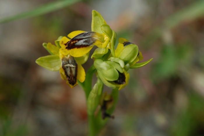 Ophrys lutea #22128
