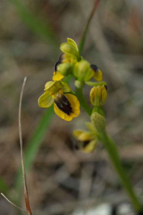 Ophrys lutea #22129