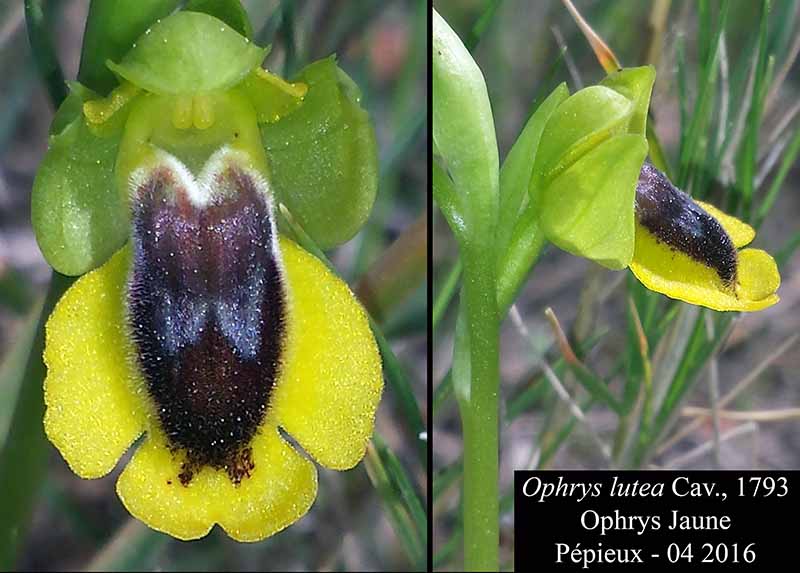 Ophrys lutea #44754