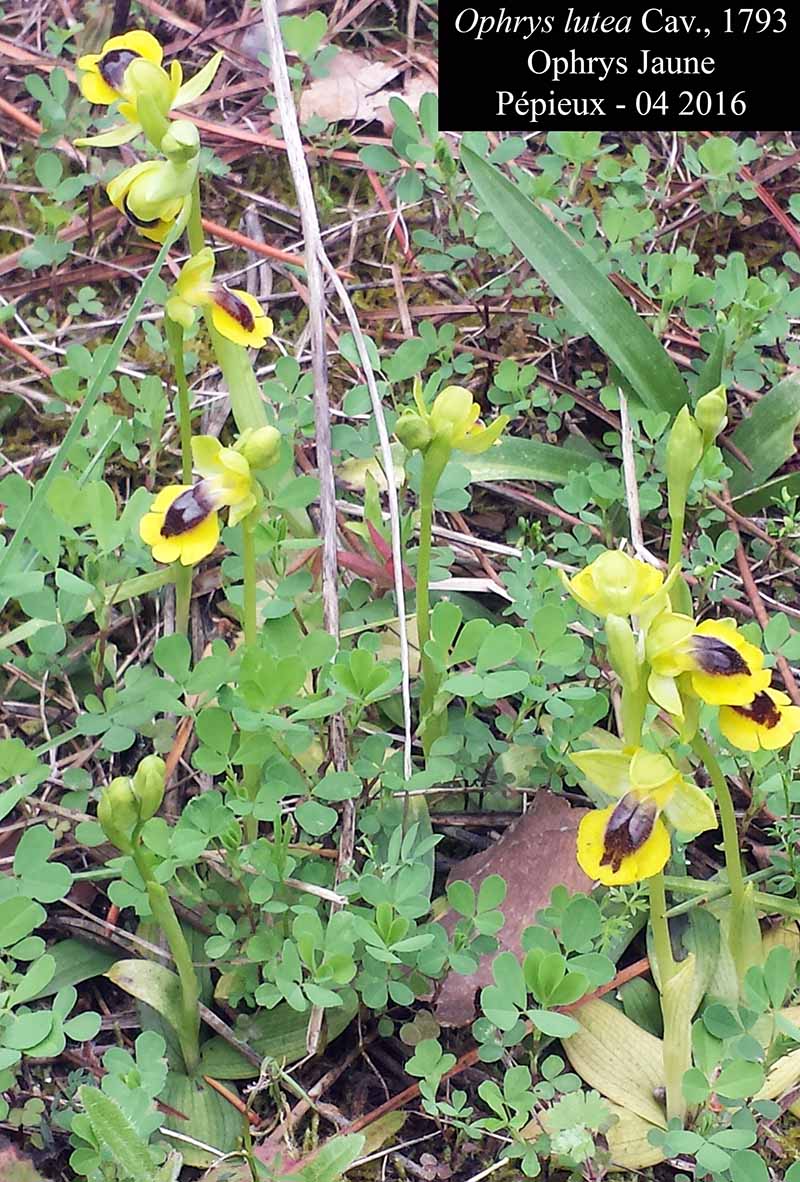 Ophrys lutea #44753