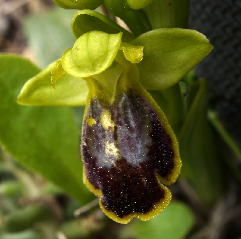 Ophrys marmorata #54383