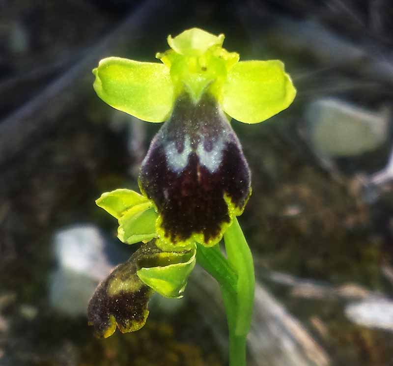 Ophrys marmorata (Ophrys bilunulata) #49937