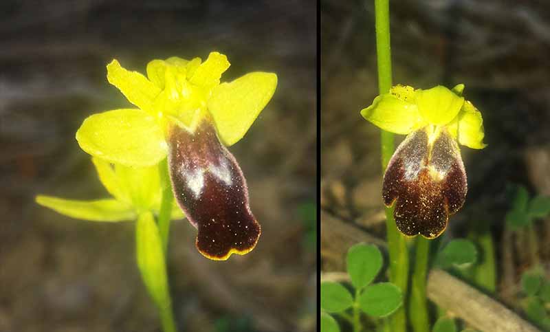 Ophrys marmorata (Ophrys bilunulata) #49936
