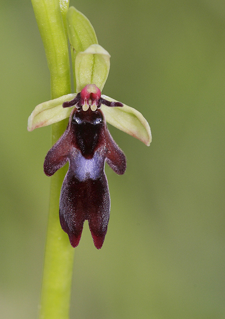 Ophrys mouche - Ophrys insectifera #31080