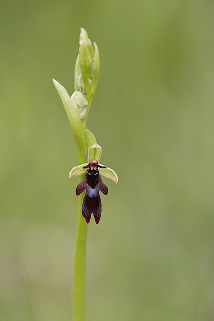 Ophrys mouche - Ophrys insectifera #31079