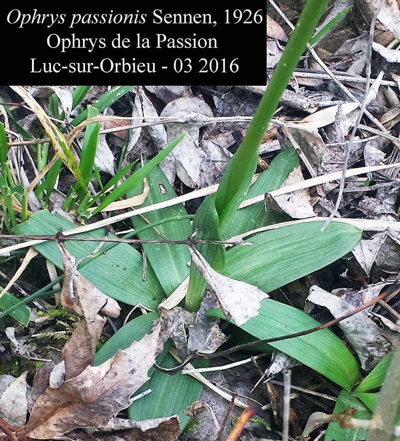 Ophrys passionis #49938