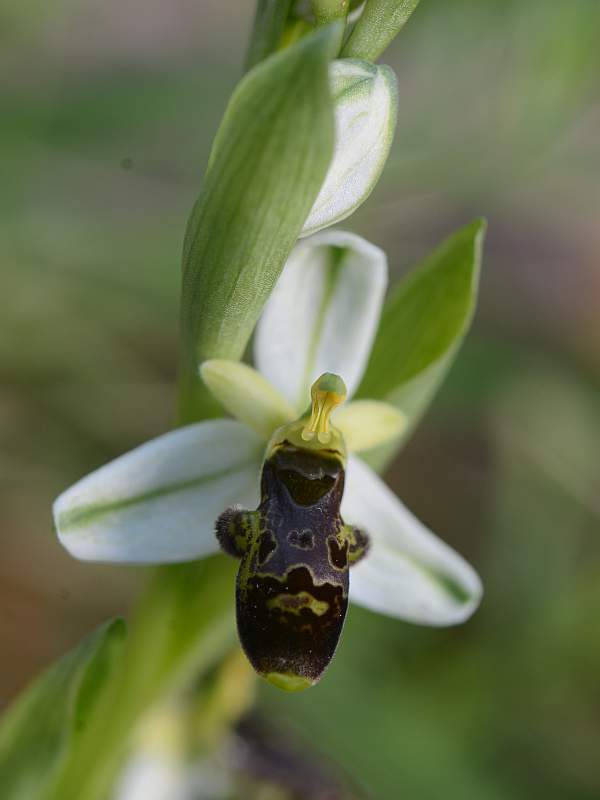 Ophrys philippi Grenier 1859 #45372