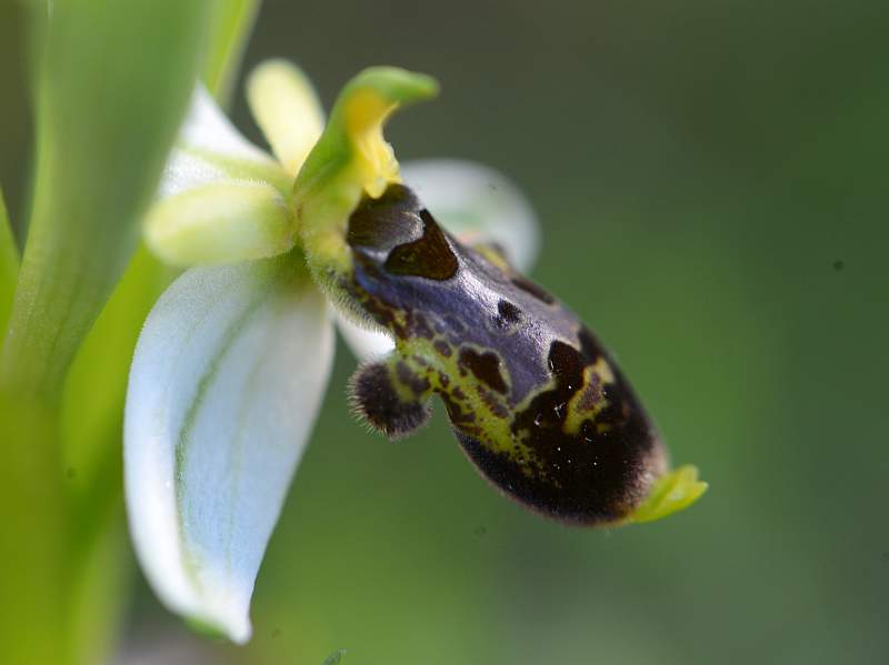 Ophrys philippi Grenier 1859 #45370