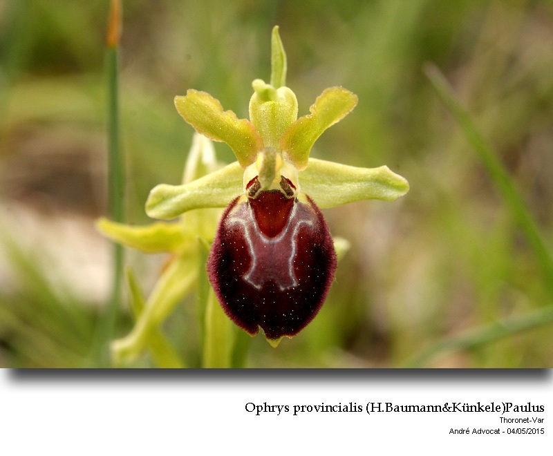 Ophrys provincialis (H.Baumann&Künkele)Paulus #41391