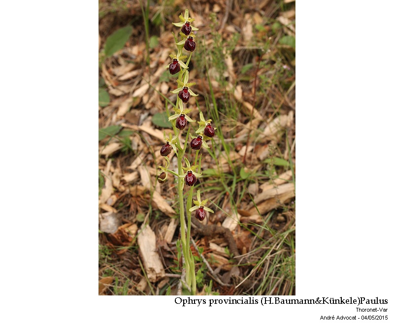 Ophrys provincialis (H.Baumann&Künkele)Paulus #41389