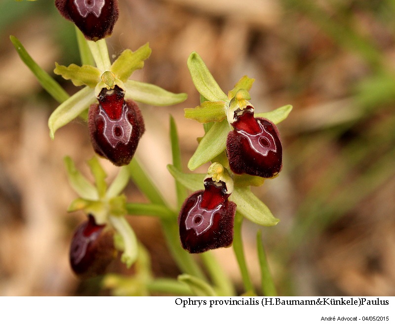 Ophrys provincialis (H.Baumann&Künkele)Paulus #41390