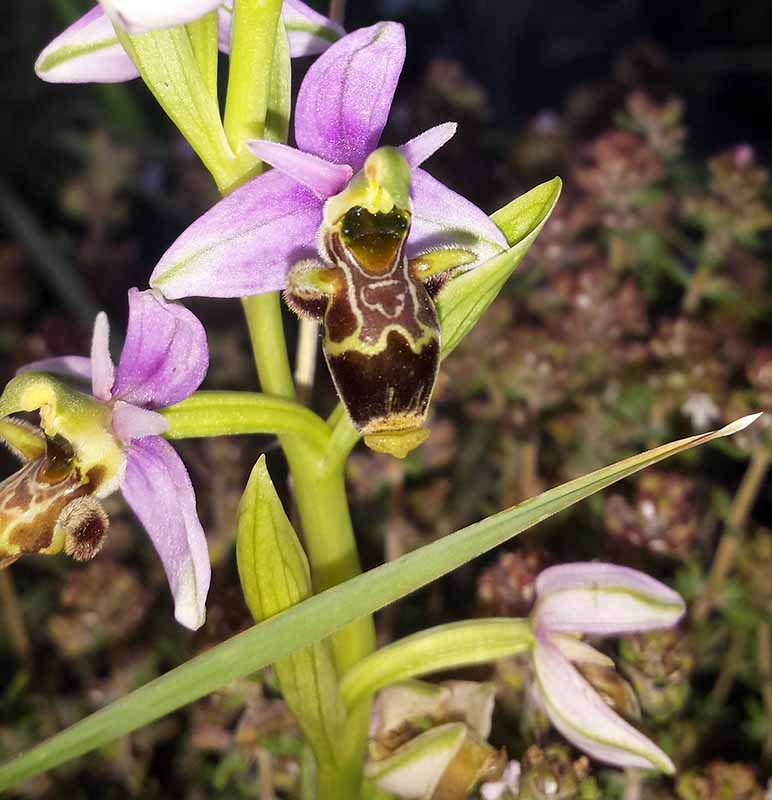 Ophrys scolopax #49854