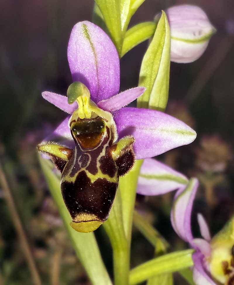 Ophrys scolopax #49853