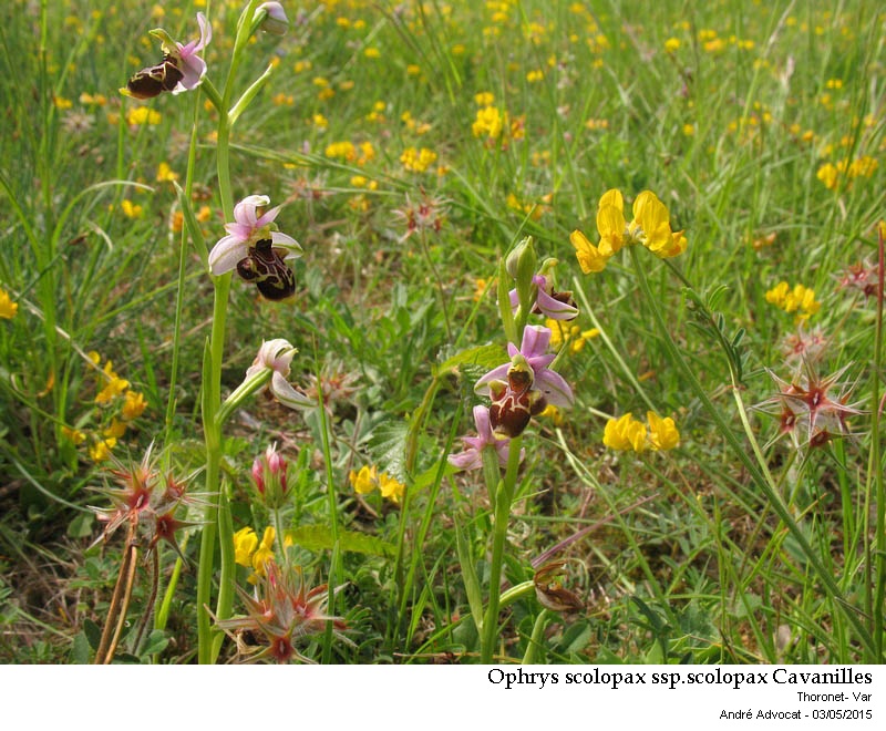 Ophrys scolopax ssp.scolopax Cavanilles #41394