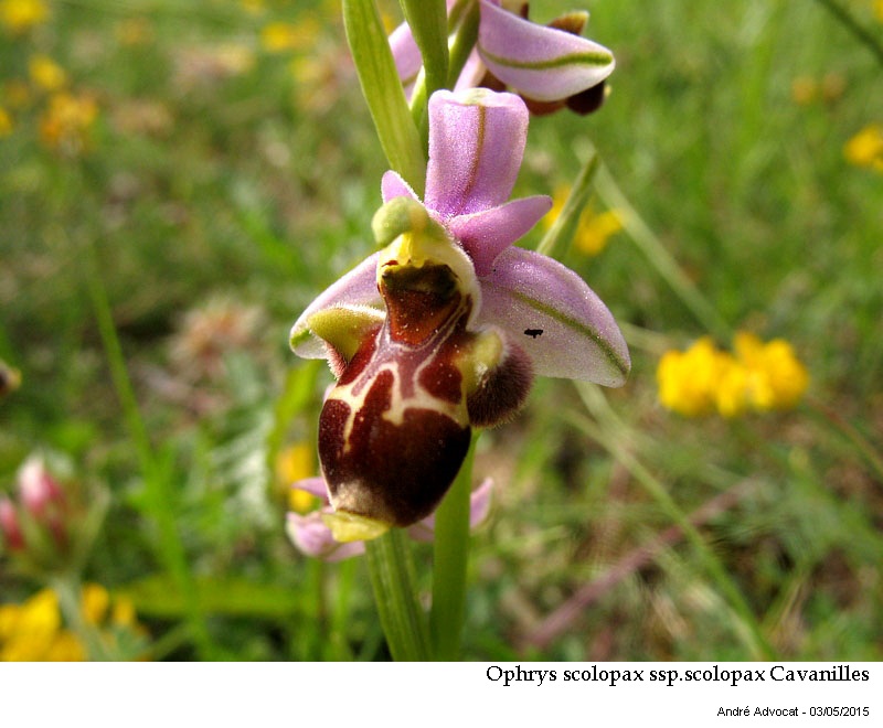 Ophrys scolopax ssp.scolopax Cavanilles #41395