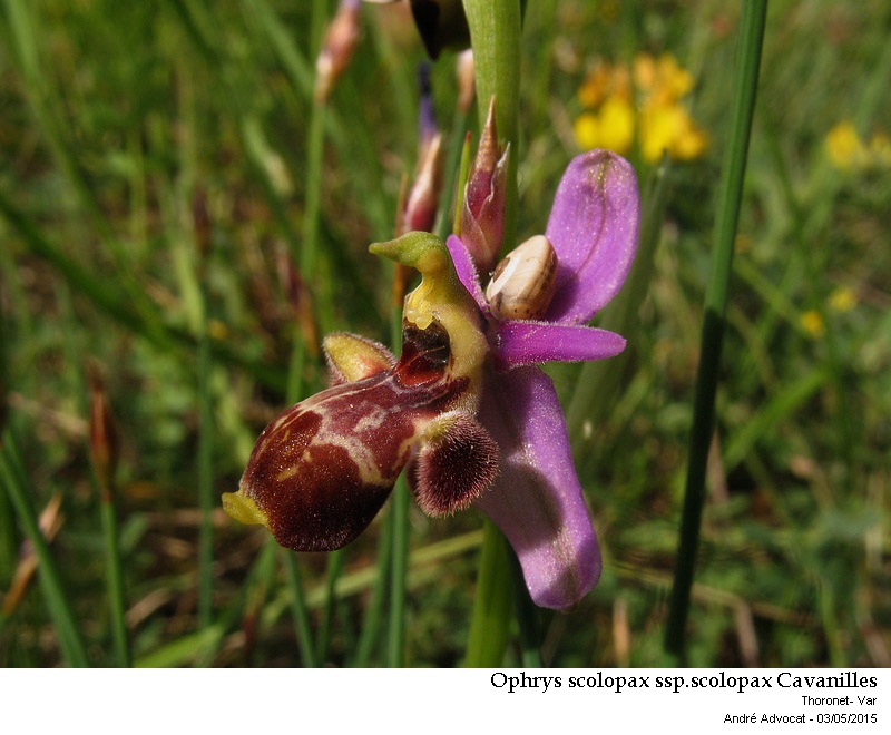 Ophrys scolopax ssp.scolopax Cavanilles #41396