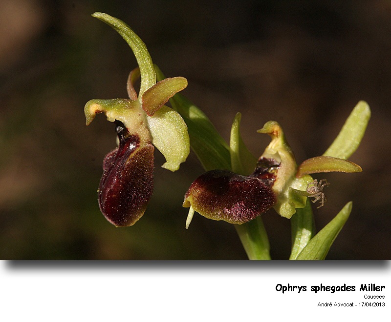 Ophrys sphegodes Miller #30791