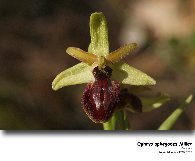 Ophrys sphegodes Miller #30790