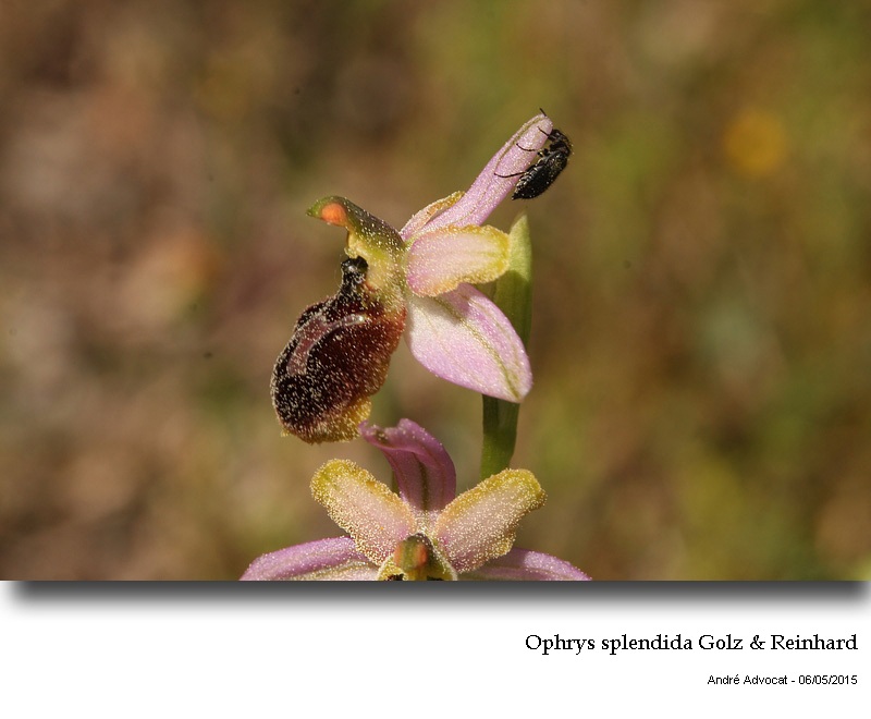 Ophrys splendida Golz & Reinhard #41358