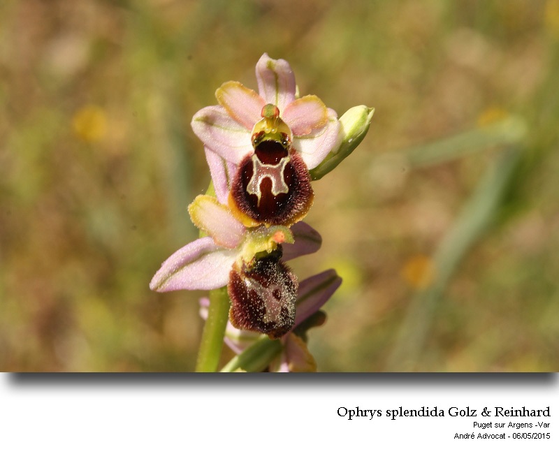 Ophrys splendida Golz & Reinhard #41357