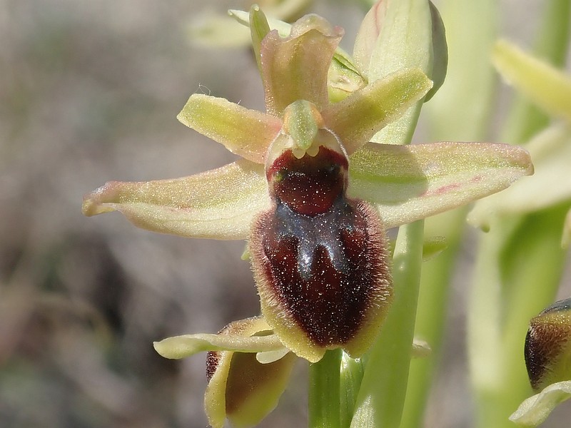 Ophrys virescens M.Philippe , Ophrys petite araignée #58813