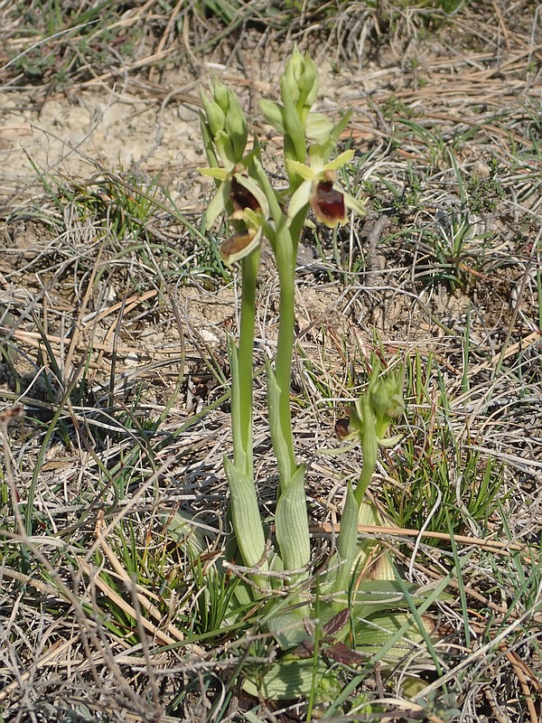 Ophrys virescens M.Philippe , Ophrys petite araignée #58810