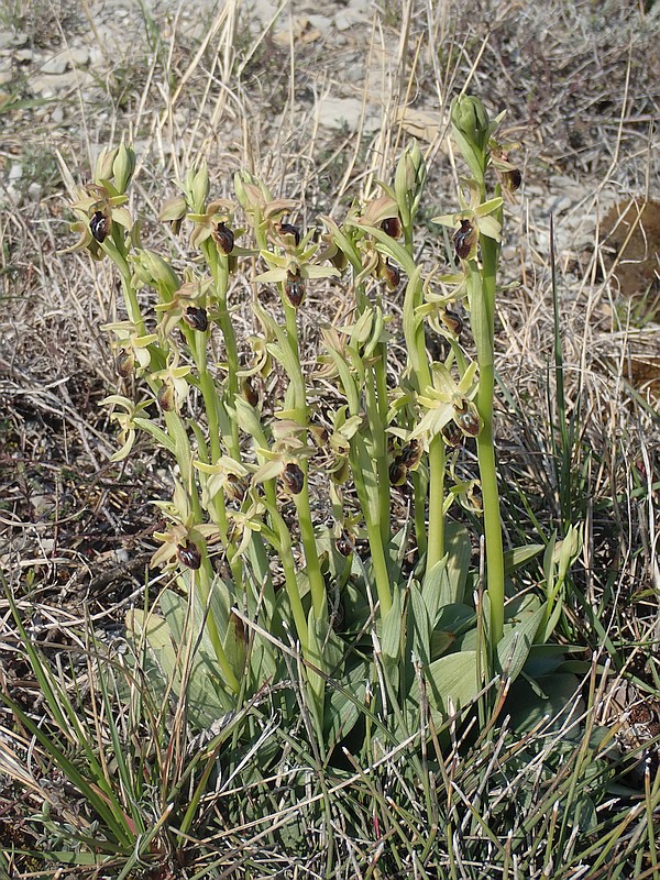 Ophrys virescens M.Philippe , Ophrys petite araignée #58814