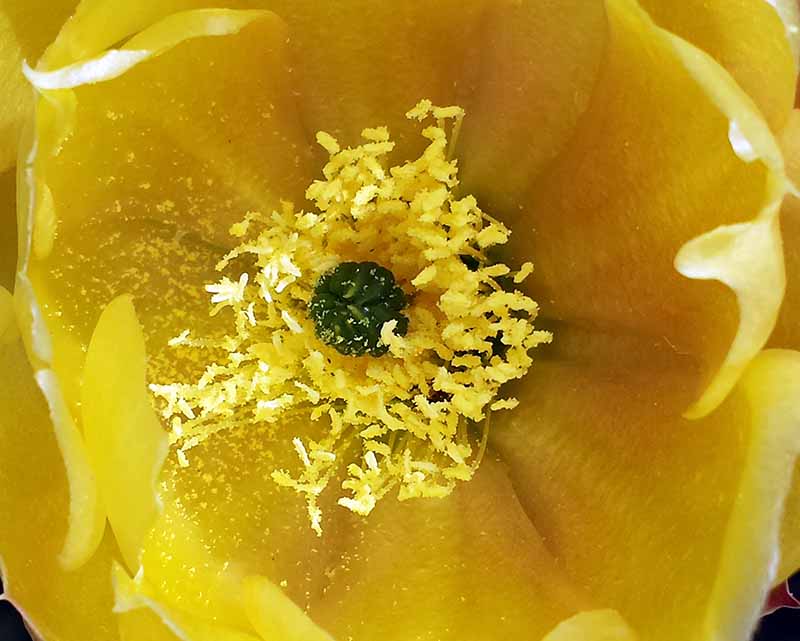 Opuntia ficus-indica (L.) Mill., 1768 #45753