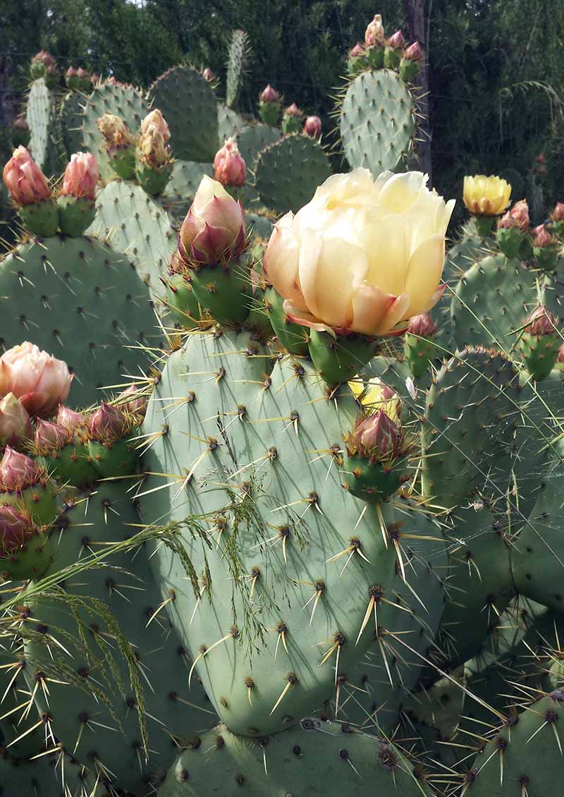 Opuntia ficus-indica (L.) Mill., 1768 #45751