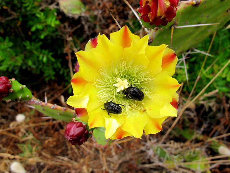 Opuntia monacantha (Willd. ex Schltdl.) Haw. #45937