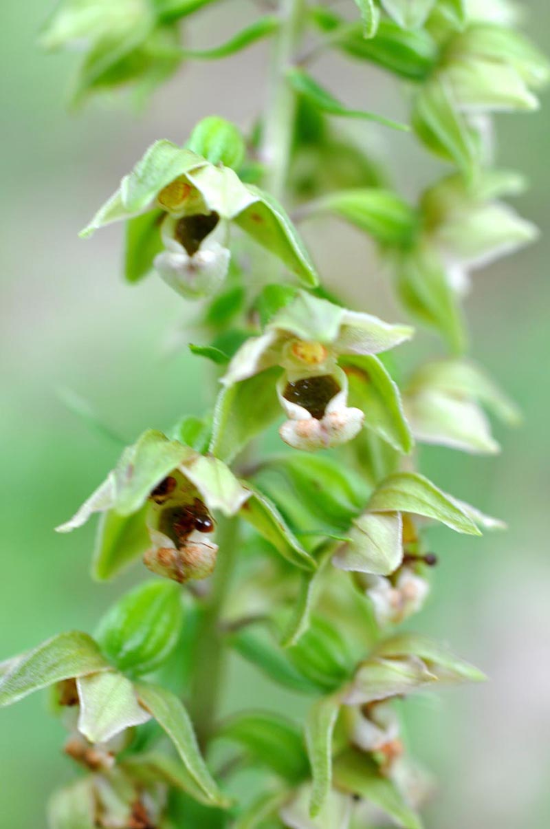 Orchidée #33104