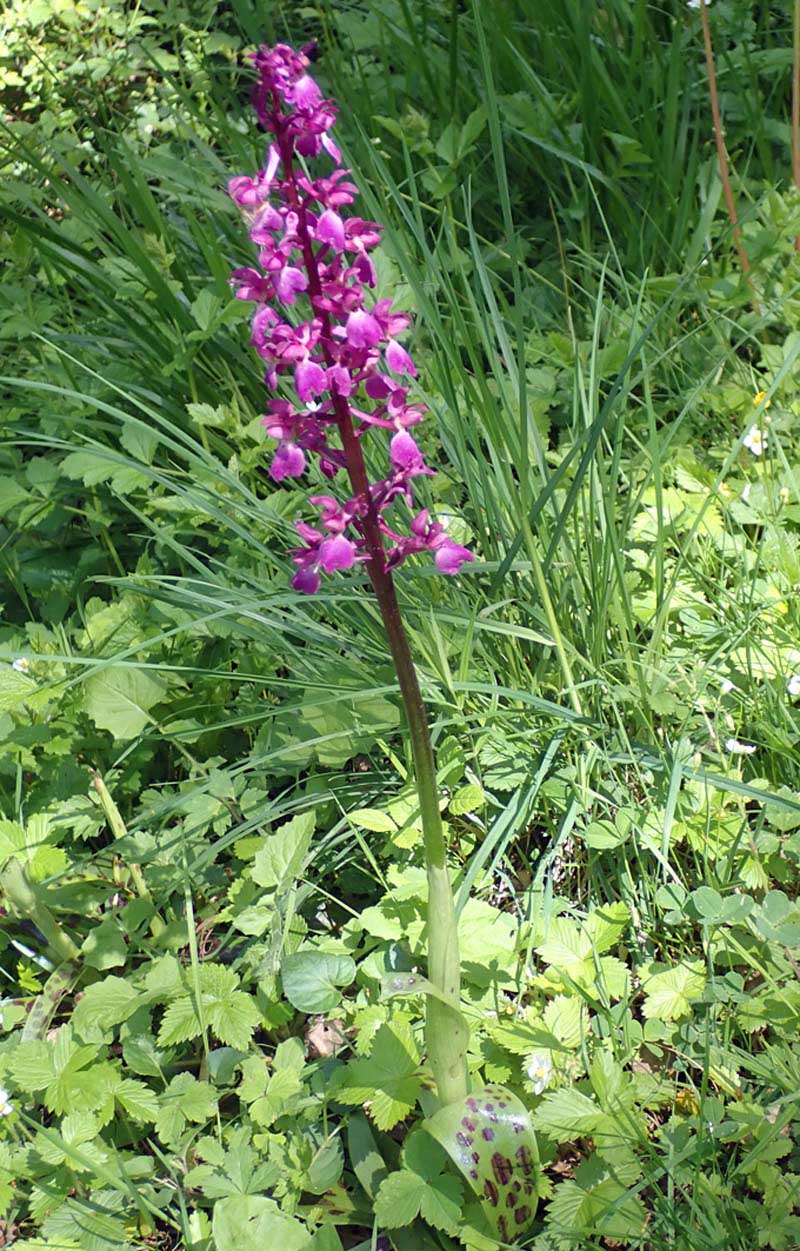 Orchis mascula (L.) L. 1755 #59408