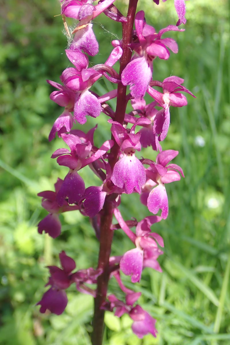 Orchis mascula (L.) L. 1755 #59409