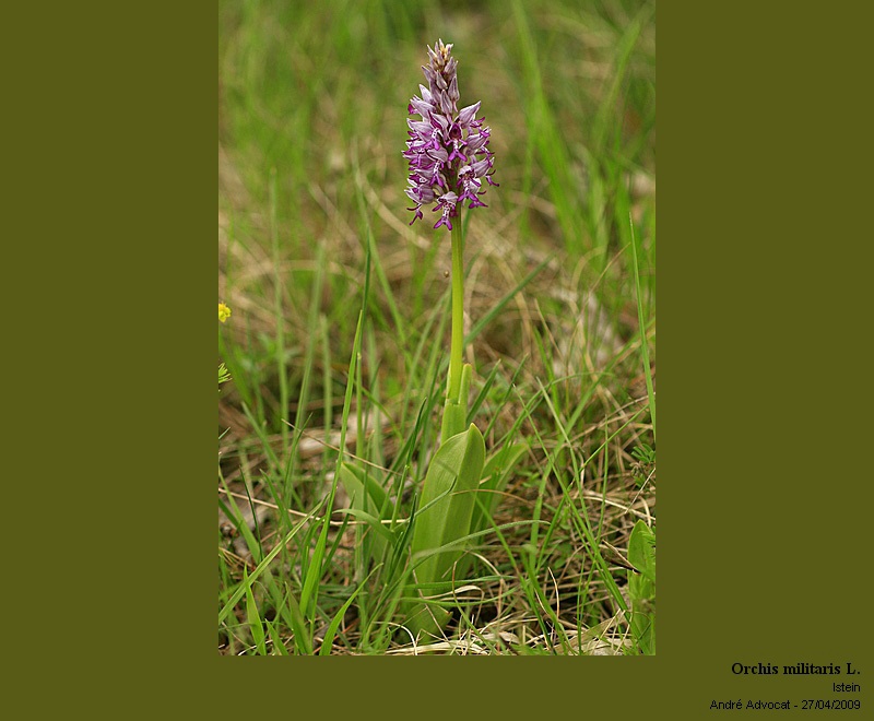 Orchis militaris L. (Orchis militaire) #67800