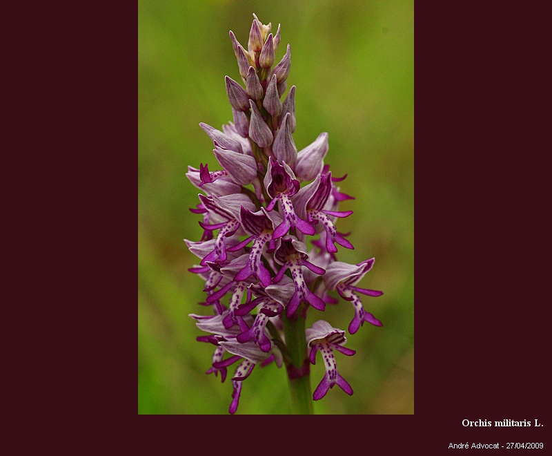 Orchis militaris L. (Orchis militaire) #67801