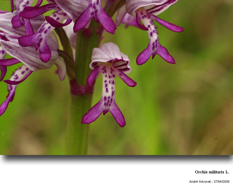 Orchis militaris L. (Orchis militaire) #67802