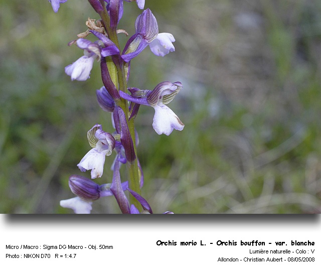 Orchis morio L. - Orchis bouffon (orchidacées) #3724
