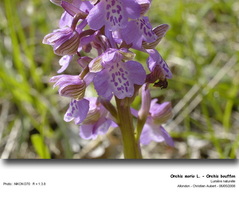 Orchis morio L. - Orchis bouffon (orchidacées) #3722