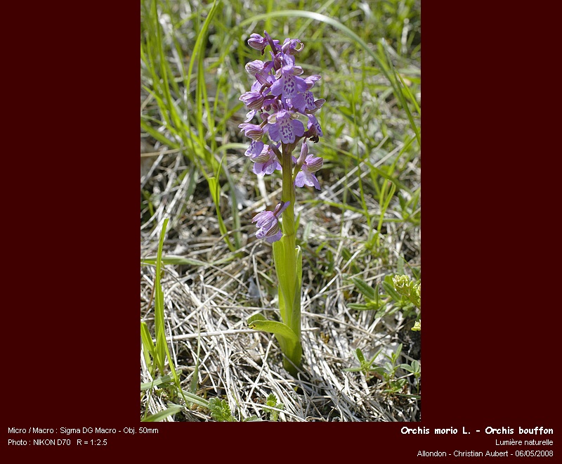 Orchis morio L. - Orchis bouffon (orchidacées) #3721