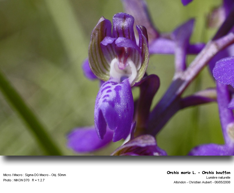 Orchis morio L. - Orchis bouffon (orchidacées) #3723