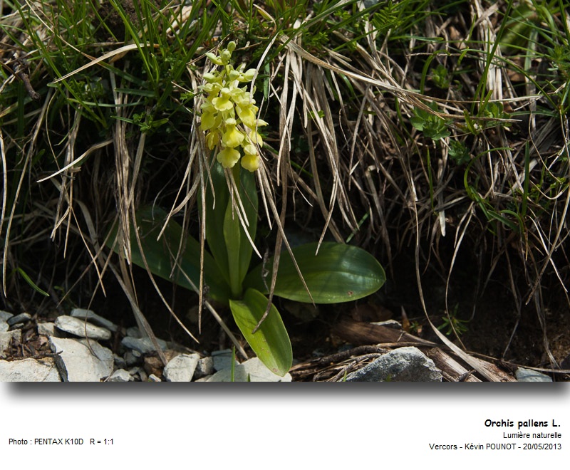 Orchis pallens L. #31225