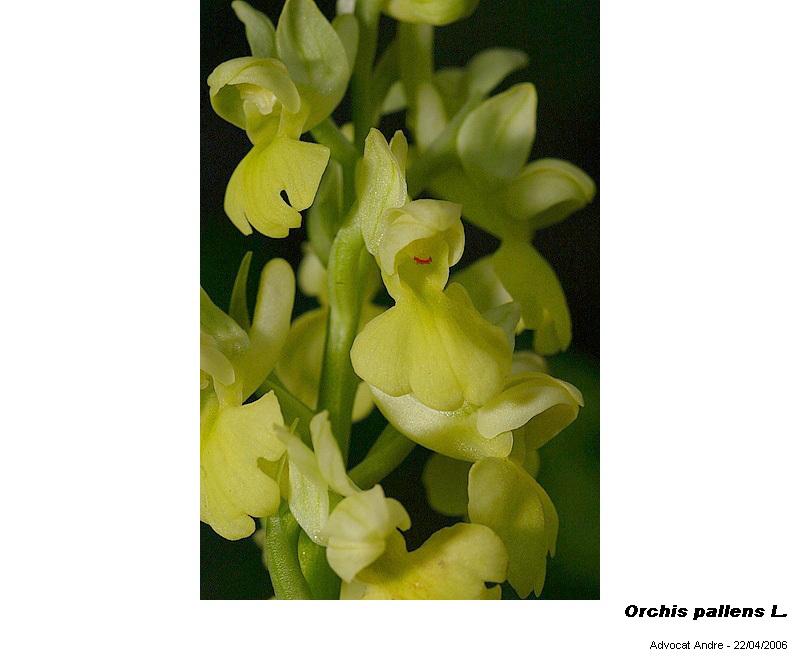Orchis pallens L. #17908